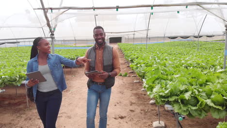 walking through hydroponic farm, two african american farmers discussing crop growth with tablets