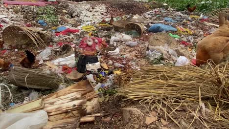 hand-held shot of chickens grazing from the polluted wastelands in sylhet