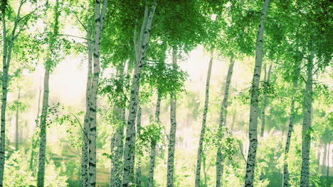 Birch-trees-on-the-green-grass