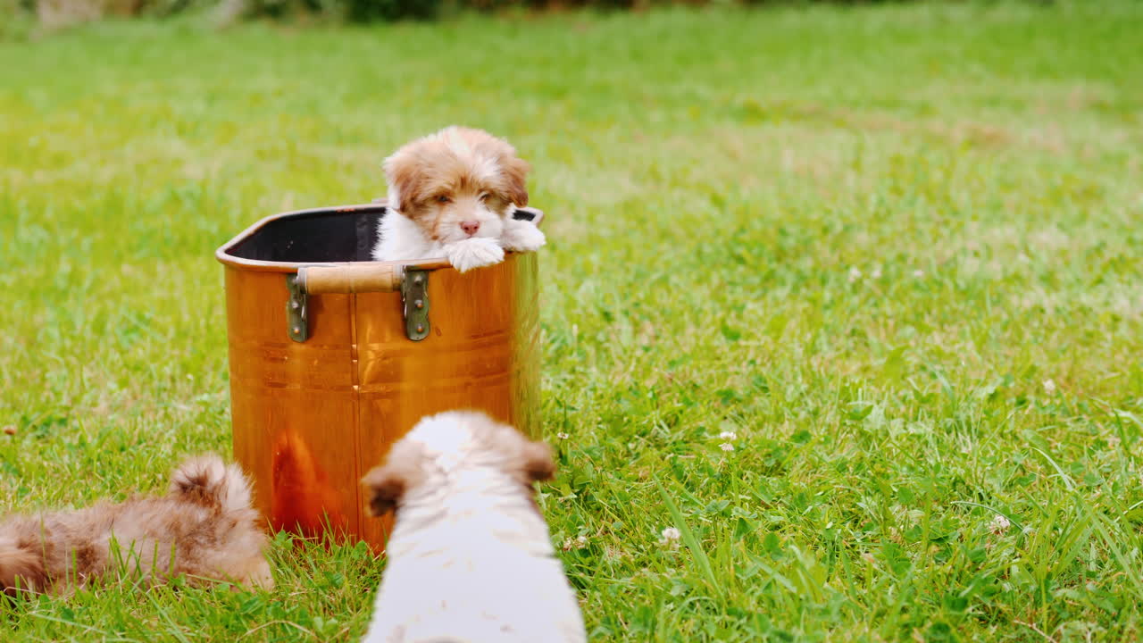 푸른 잔디밭에서 노는 강아지들