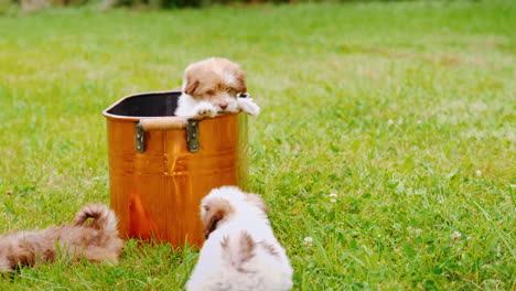 Puppies-Playing-On-A-Green-Lawn