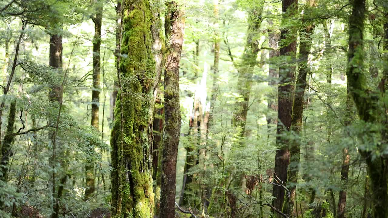 Camera glides forward through dense, moss-covered rainforest with tall trees, filtered natural light, and vibrant green undergrowth, creating a tranquil, immersive atmosphere