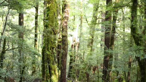 camera glides forward through dense, moss-covered rainforest with tall trees, filtered natural light, and vibrant green undergrowth, creating a tranquil, immersive atmosphere