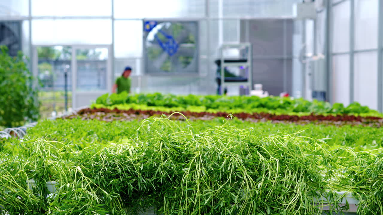 Diverse greenery grown with the Hydroponic method in a greenhouse