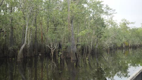 floating by live and dead cypress and tupelo trees