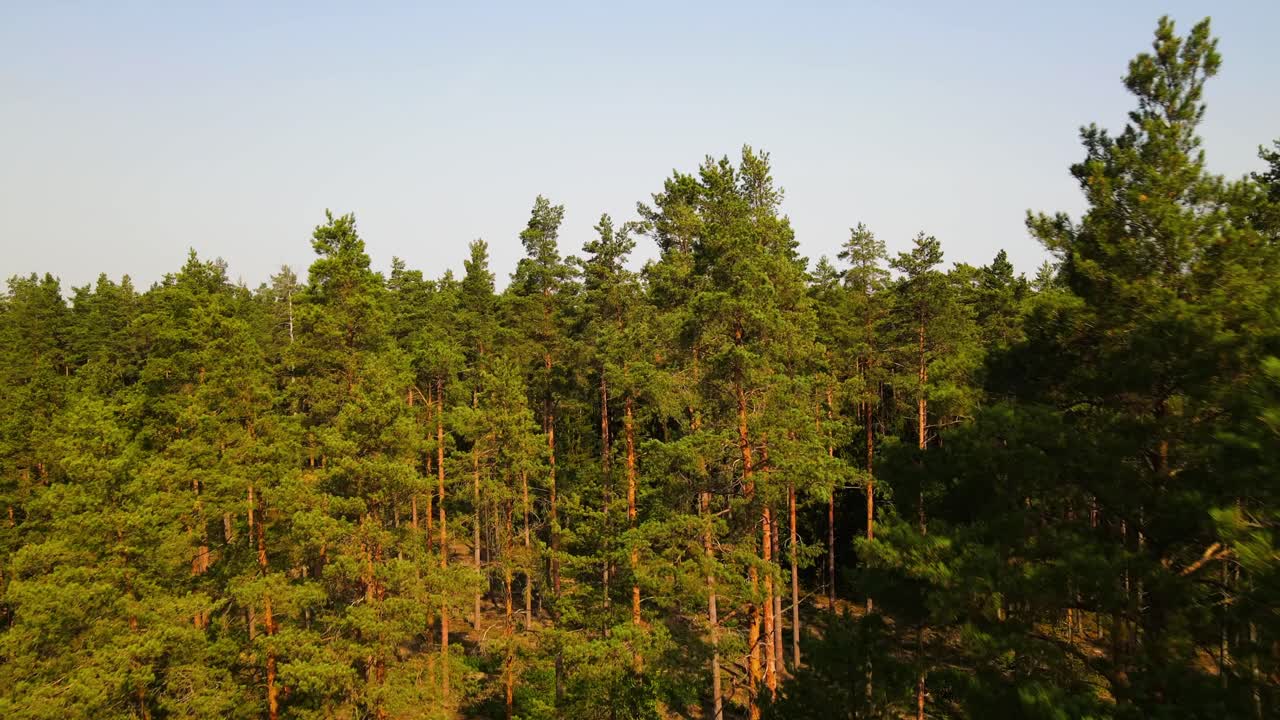 Aerial shot over a green dense pine tree forest on a sunny summer day