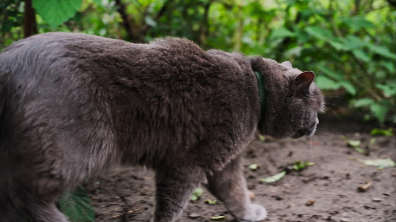 Close up of a British Shorthair cat with orange eyes moving through the garden