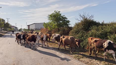 cows, calves, sheep and goats walking and feeding grass in the village fields