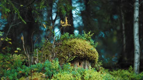 a macro shot of moss clinging to a decaying tree stump, showcasing the intricate textures and vibrant green hues