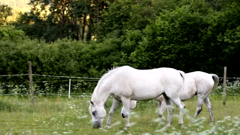 white horse is grazing in a spring meadow