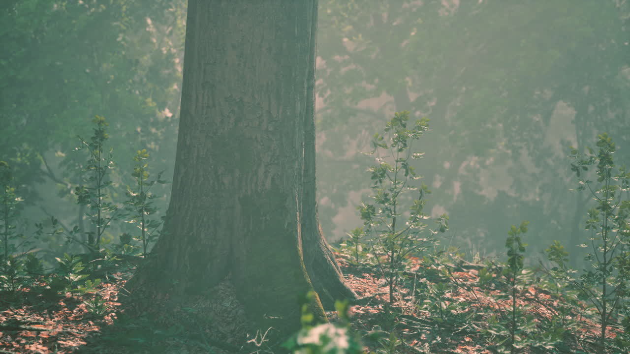 안개 속 의 숲 의 나무 줄기