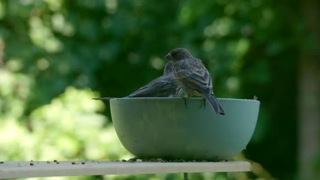 female house finches eating from a bowl