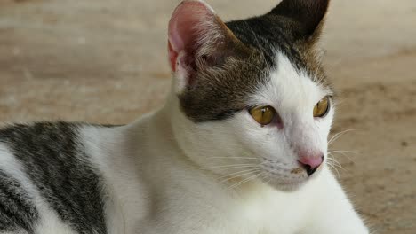 cat resting on concrete floor