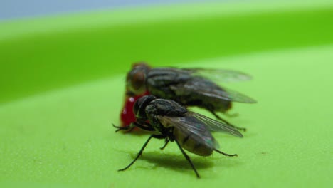 wo-Flys-sucking-jam_extreme-closeup_micro-lense