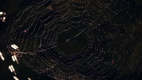 spider web covered in dew