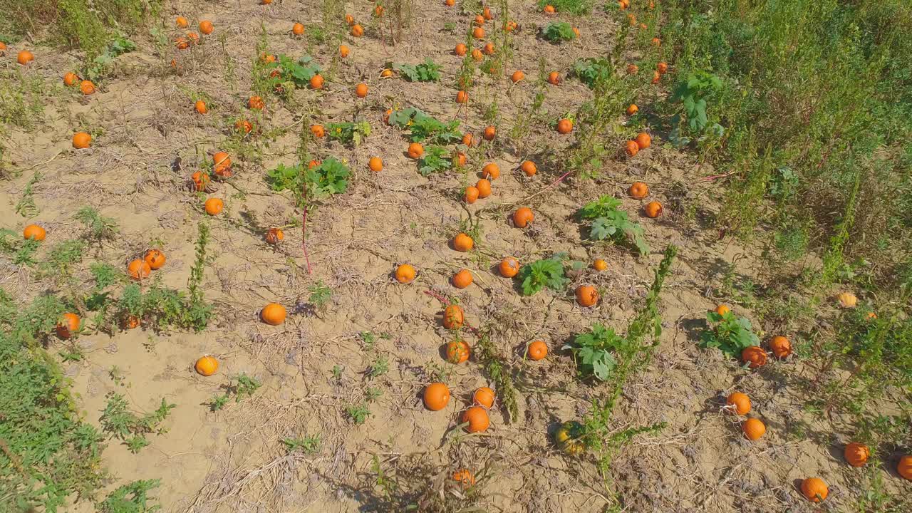 una vista aérea de cerca de las tierras de cultivo amish y el campo con campos de calabaza en un día soleado de verano