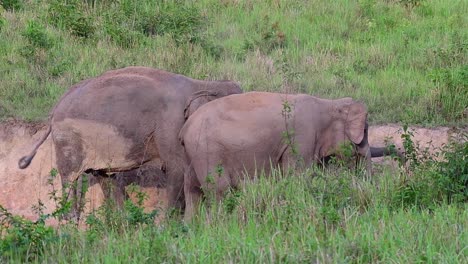 Two-Asian-Elephants-Dusting-Behaviour-To-As-Their-Response-To-Environmental-Temperature---Endangered-Animals-In-Khao-Yai-National-Park,-Thailand---slow-motion