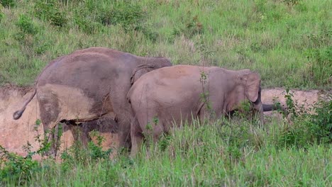 two asian elephants dusting behaviour to as their response to environmental temperature - endangered animals in khao yai national park, thailand - slow motion