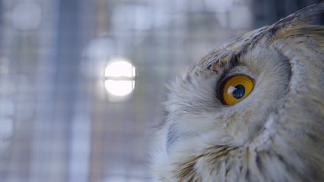 orange eyes of siberian eagle owl entrapped in cage