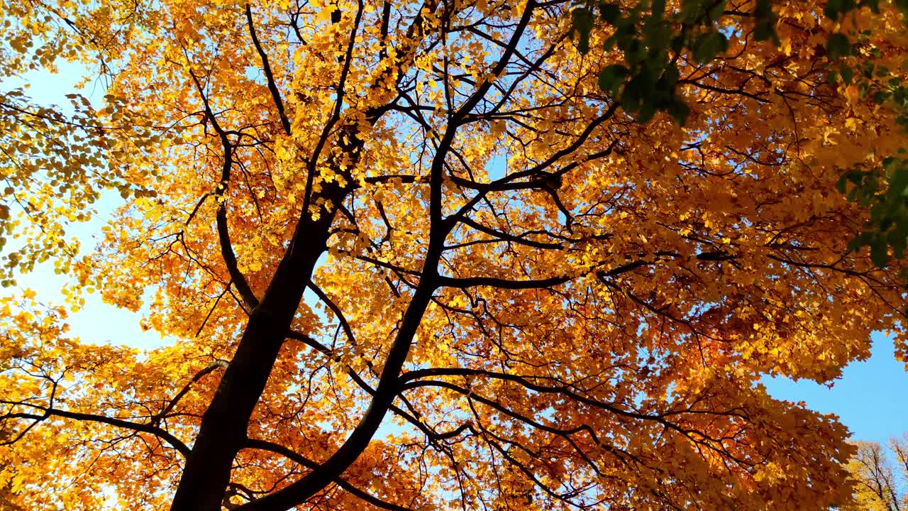 Autumn Leaves and Trees