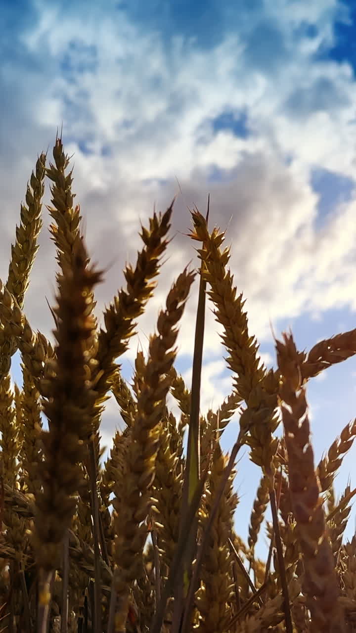 campo de trigo bajo un cielo nublado