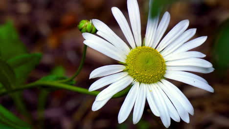 close-up of a single daisy flower