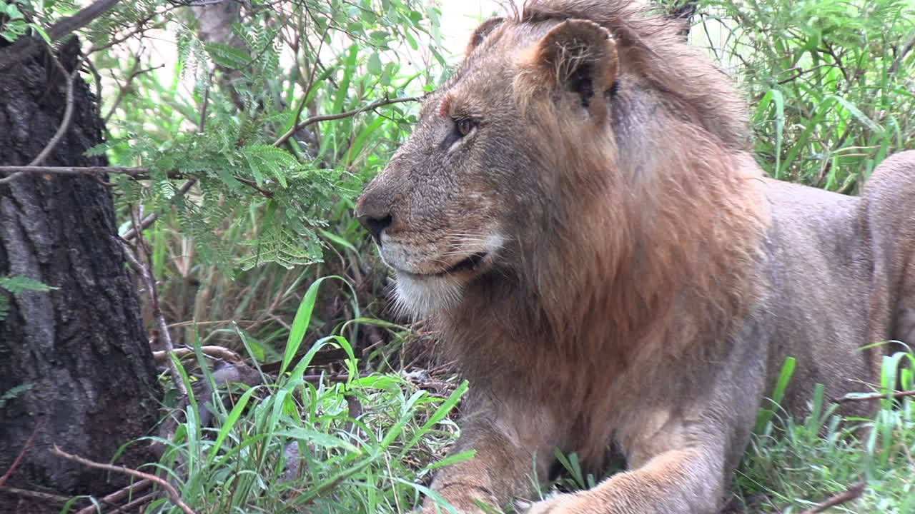 Detailní pohled na odpočívajícího lva v africké divočině.