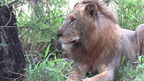 Close-Up-View-of-a-Resting-Lion-in-African-Wild