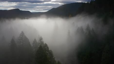 morning fog flows slowly over mixed forest canopy in washington state