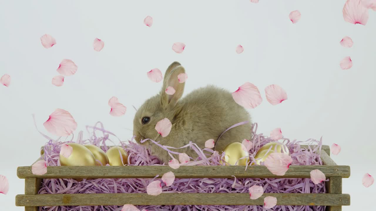 舞い落ちるピンクの花びらが、小さな茶色のウサギが頭を上げ、藁を嗅ぎ、金色の卵をそっとつつく様子を映し出している。