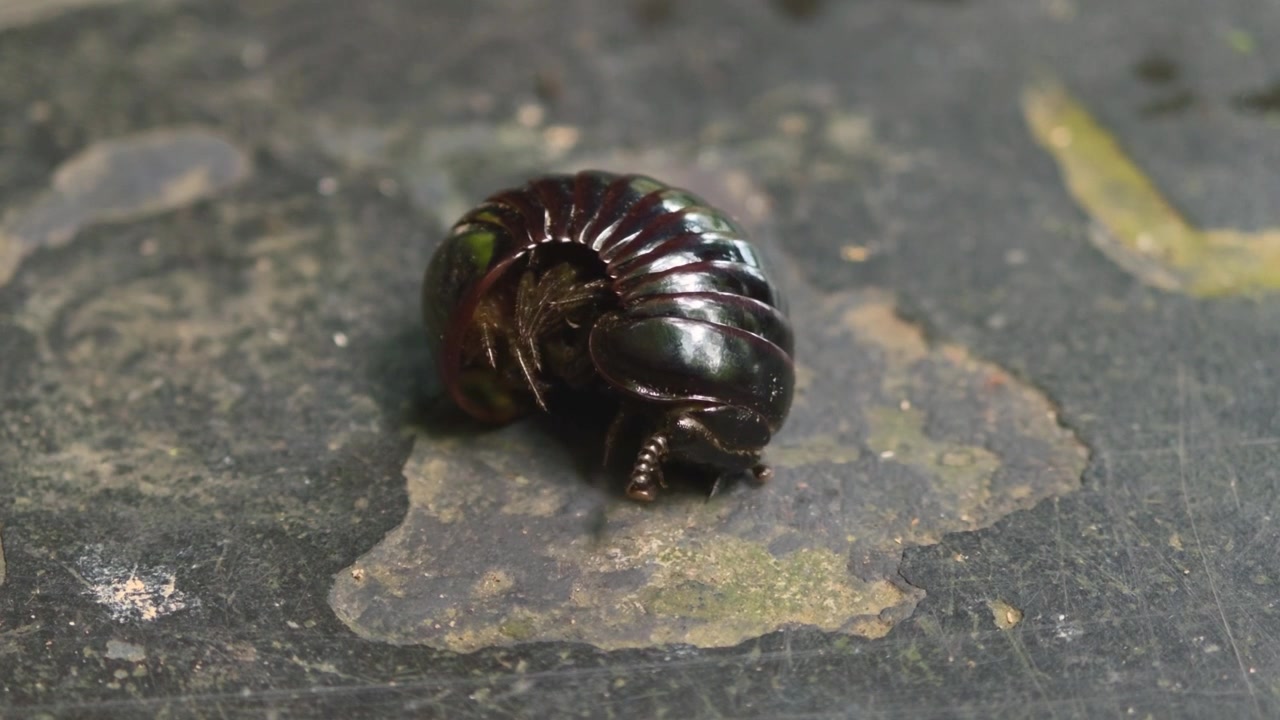 Un primo piano che si concentra su un millepiedi a palla (Sphaerotheriida) lucido marrone scuro che riposa su una superficie di cemento stagionato mentre inizia a srotolarsi leggermente.