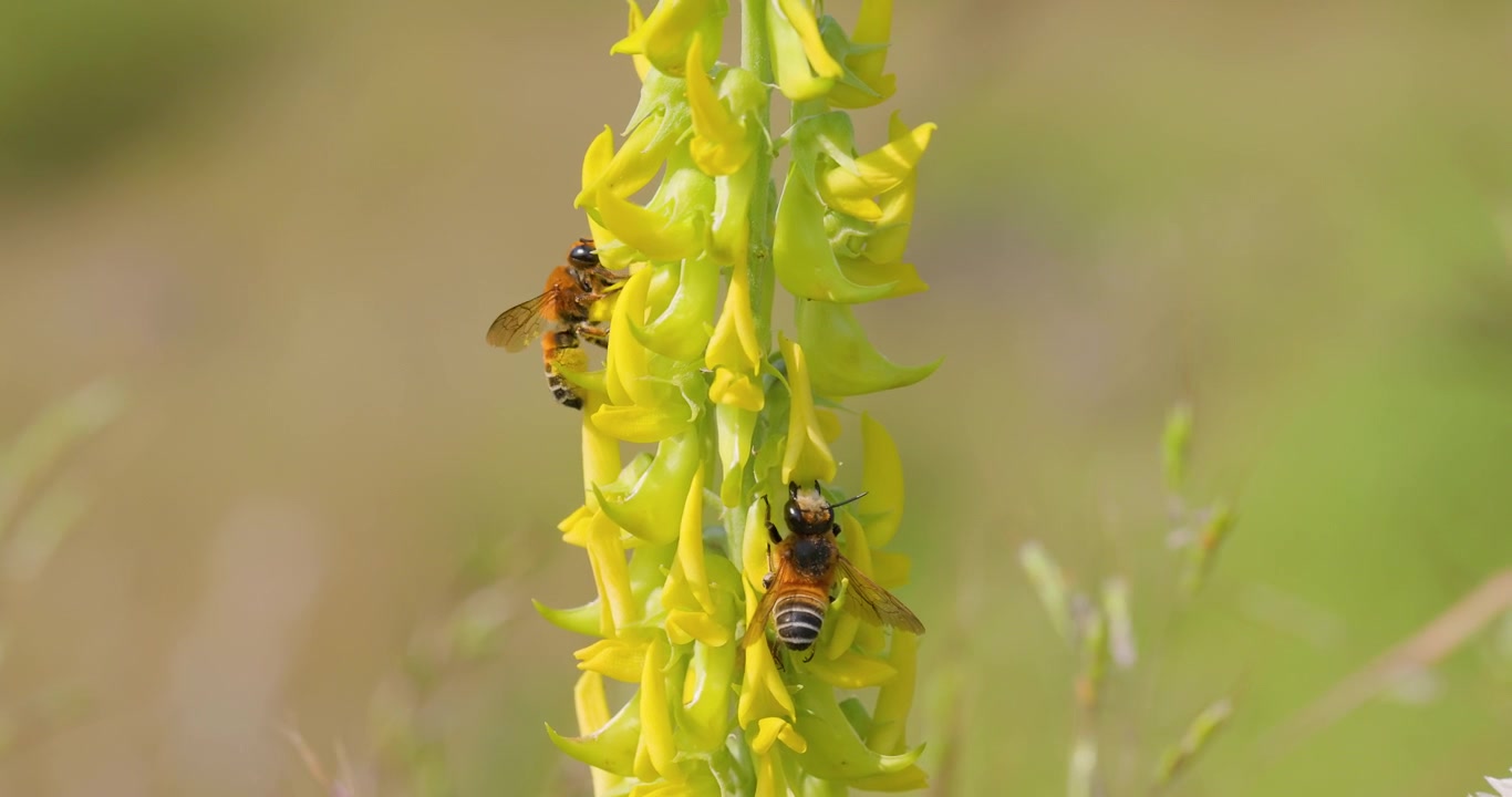Two Leaf cutter woolly wall bees hover and feed on streaked yellow rattlepod flowers rich in nectar