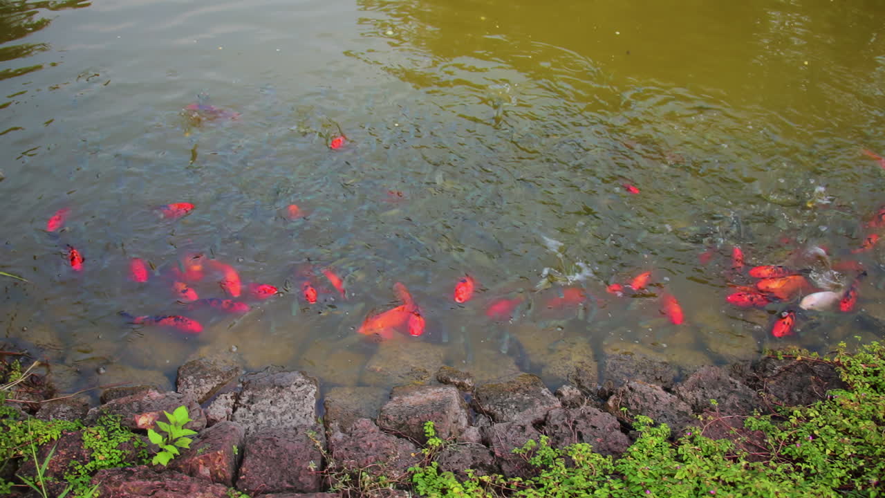 Evening koi fish gathering in a large resort pond near Kabini River at sunset