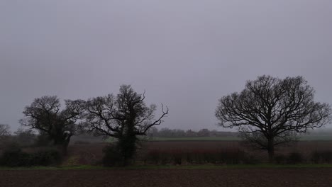 trees in english farm field gloomy foggy evening drone,aerial