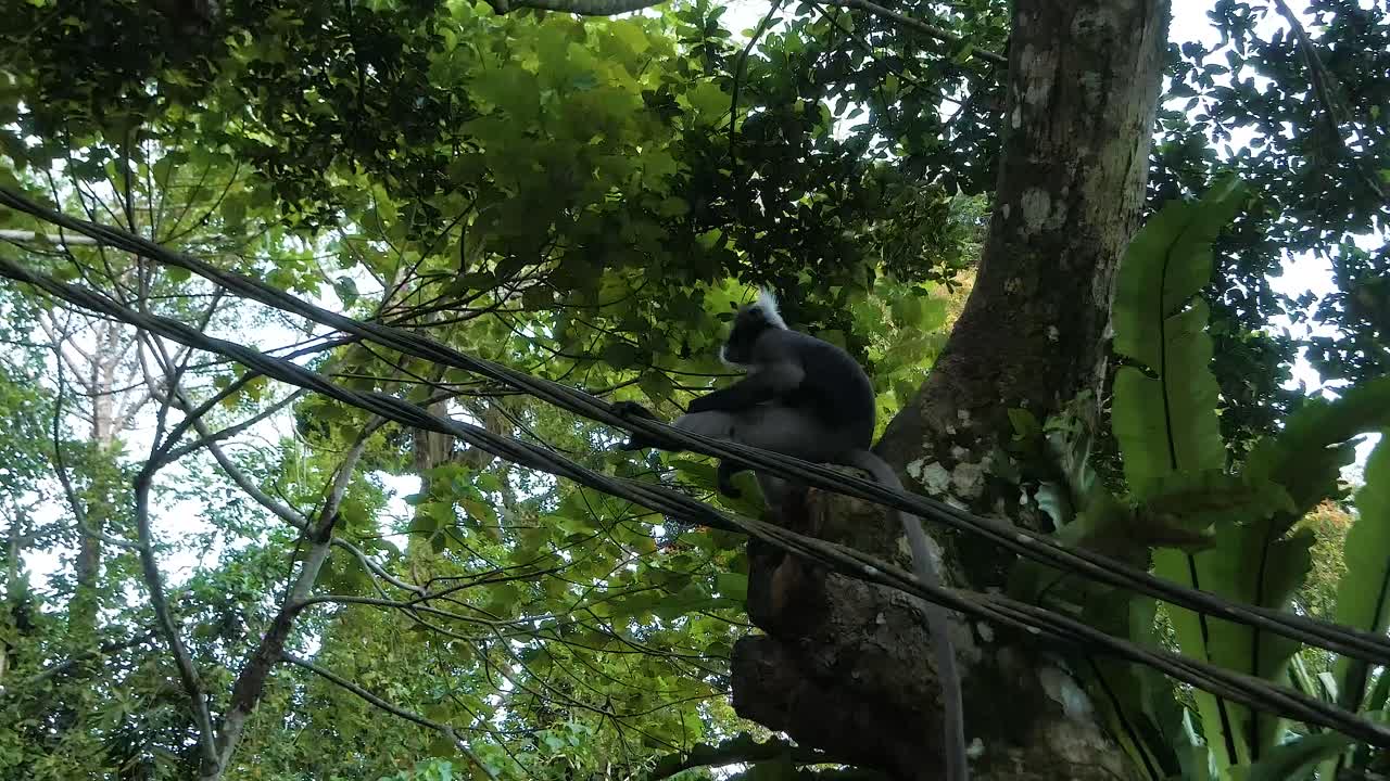 Spectacled leaf monkey  moving between trees