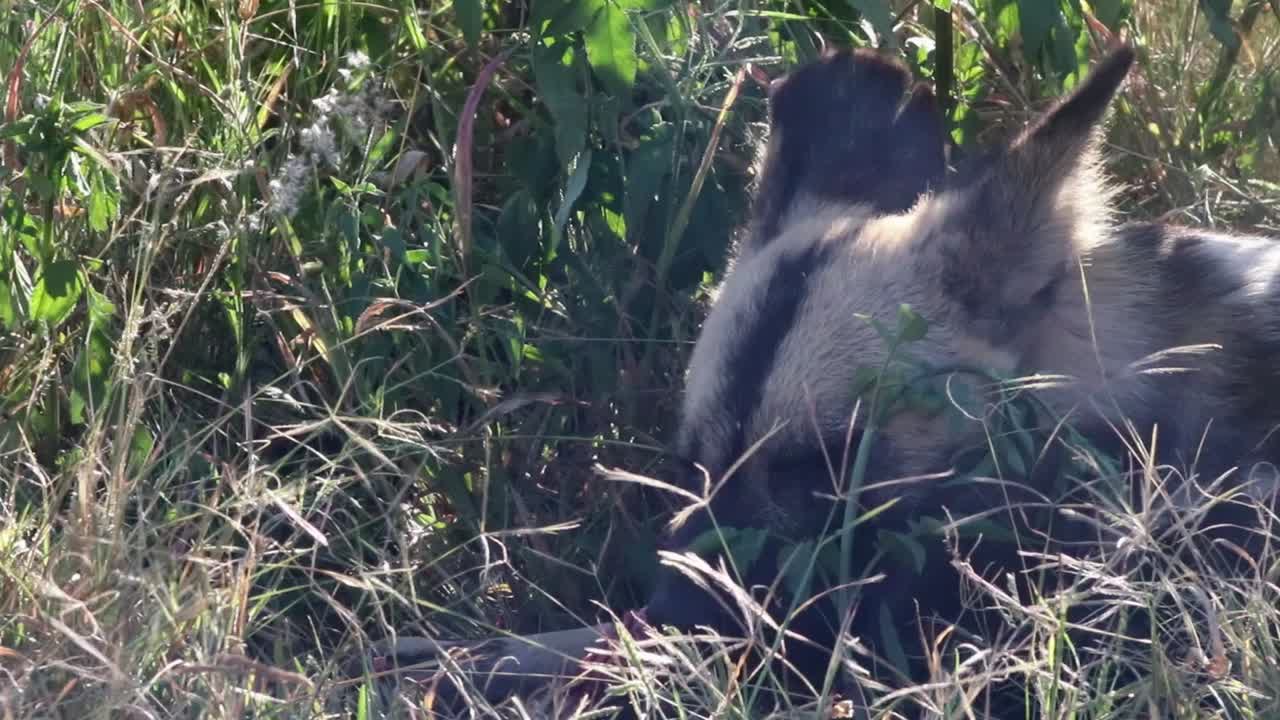 An African Wild dog also known as the Painted Dog eating meat