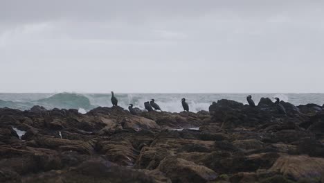 flock of cormorants standing on the shore