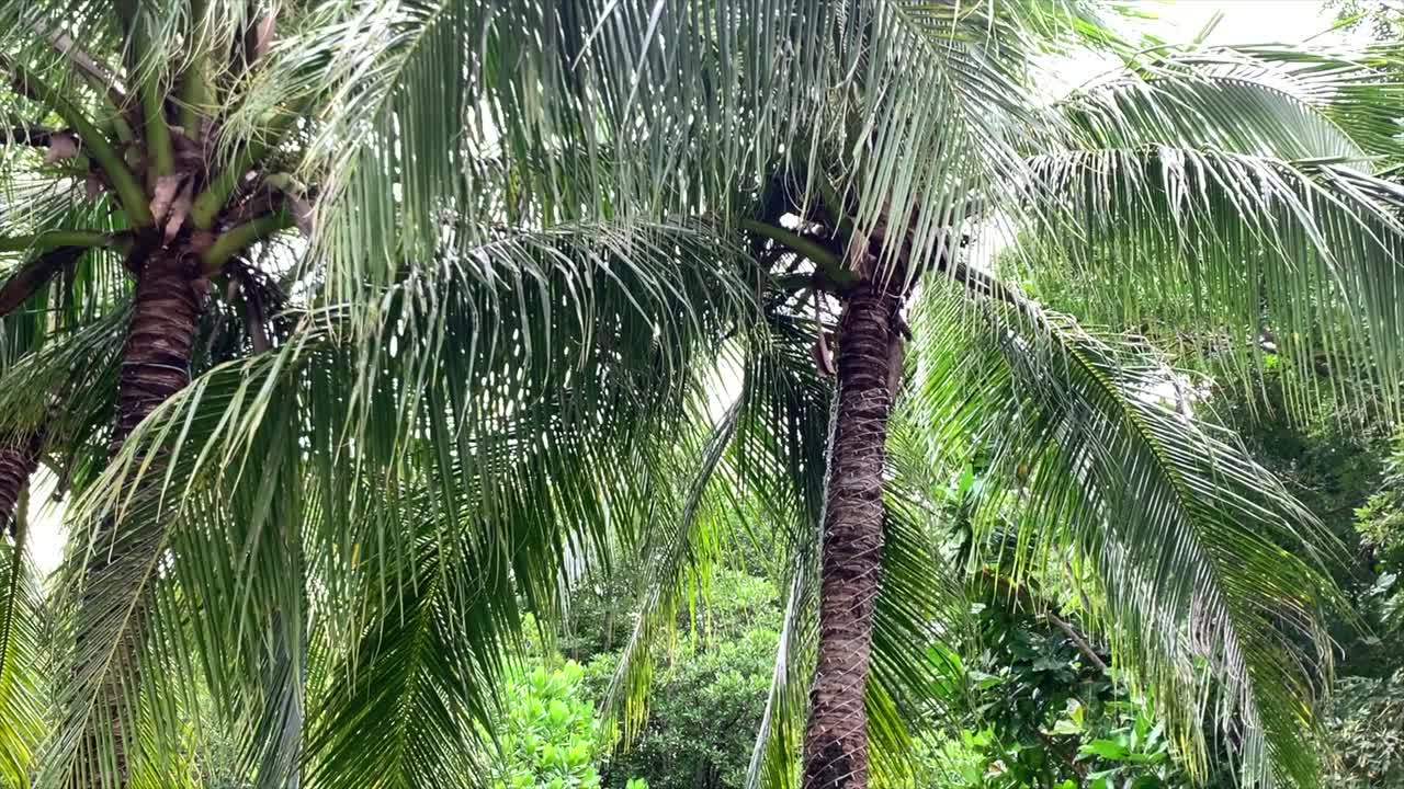 hermosa palmera filmada de abajo hacia arriba