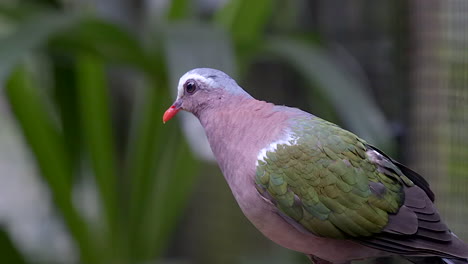 a beautiful grey capped emerald dove perched on a tree branch, bobbing it's head and looking around - half body shot