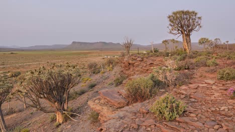 arid landscape with quiver trees