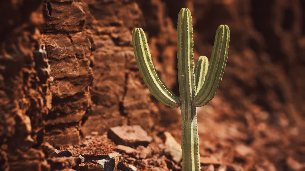 cactus en el desierto de arizona cerca de piedras de roca roja