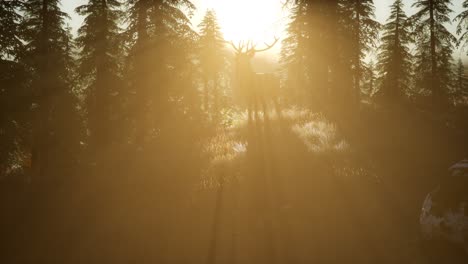 Hirschmännchen-Im-Wald-Bei-Sonnenuntergang