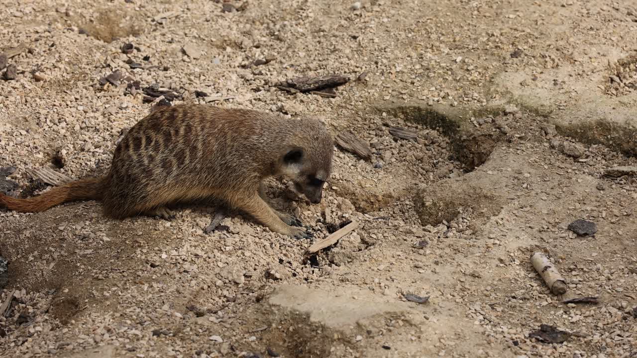 Close up shot of Meerkat looking for food, digging in sandy desert and eating, slow motion