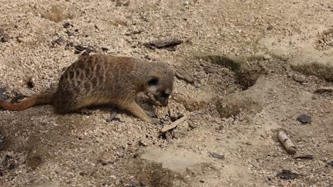 Primer-Plano-De-Suricata-Buscando-Comida,-Cavando-En-El-Desierto-Arenoso-Y-Comiendo,-Cámara-Lenta