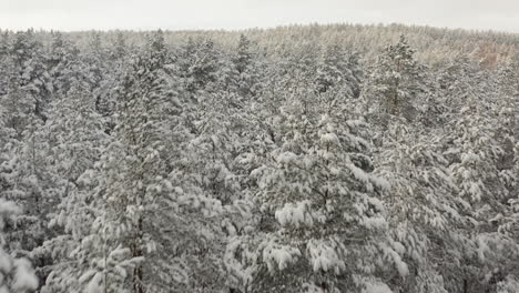 Volando-Sobre-Un-Bosque-Nevado-Cerca-De-Las-Copas-De-Los-árboles