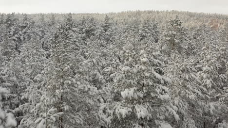 volando sobre un bosque nevado cerca de las copas de los árboles