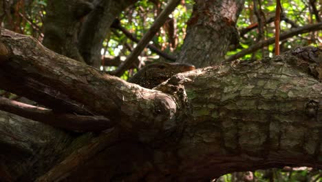 monitor lagarto en las ramas de los árboles
