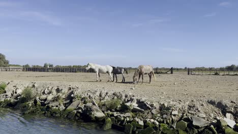 Weiße-Pferde-Stehen-Auf-Einer-Koppel-Am-Fluss