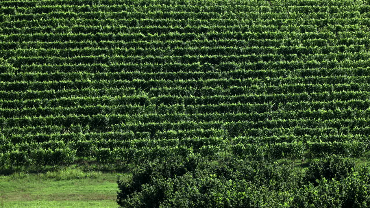 medium shot vineyards in Roero Piedmont Italy summer day