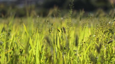 barley swaying gently under the bright sunlight